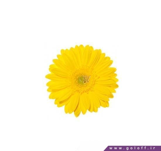 خرید اینترنتی گل طبیعی - گل ژربرا پالم بیچ - Gerbera | گل آف
